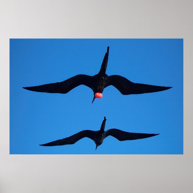 Double Frigatebirds Poster (Front)