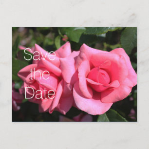 Double hot pink rose flowers wedding save the date announcement postcard