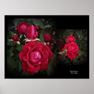 Double Knockout Red Shrub Rose Wall Art by Stan VG