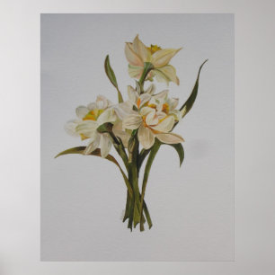 Double Narcissi Bouquet Floral Art Poster