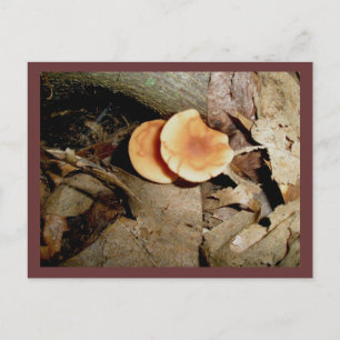 Double Orange Mushrooms Postcard