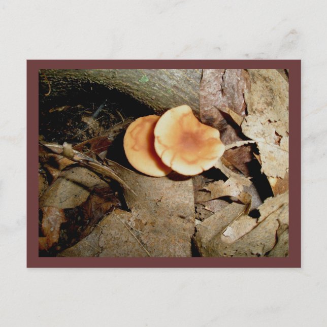 Double Orange Mushrooms Postcard (Front)