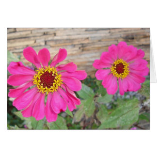 Double pink blooms