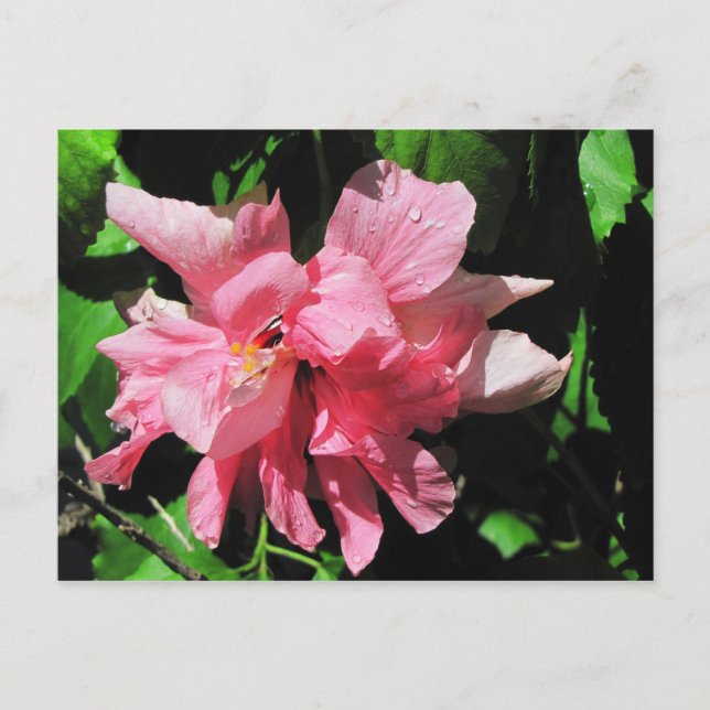 Double Pink Hibiscus Postcard (Front)
