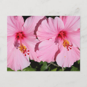 Double Pink Hibiscus Postcard
