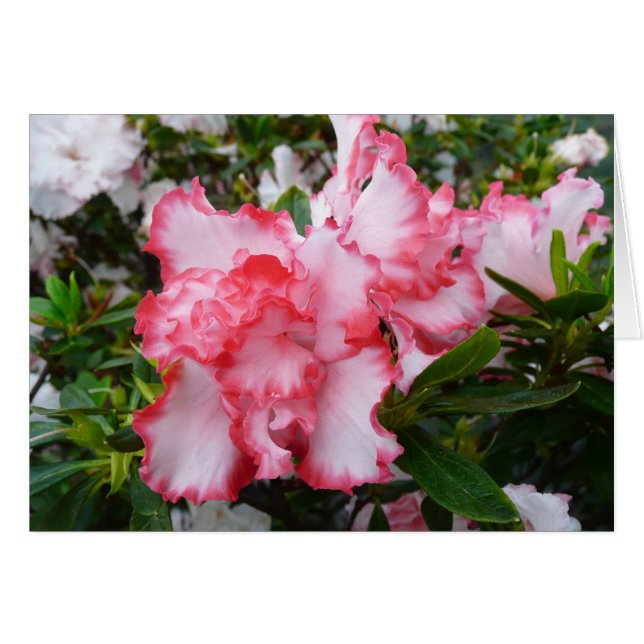 Double Red and White Azaleas Spring Floral (Front Horizontal)