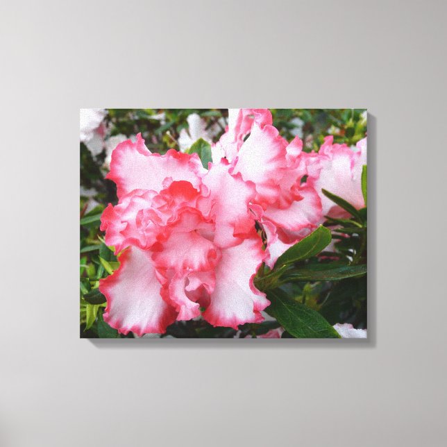 Double Red and White Azaleas Spring Floral Canvas Print (Front)