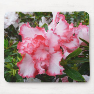 Double Red and White Azaleas Spring Floral Mouse Pad