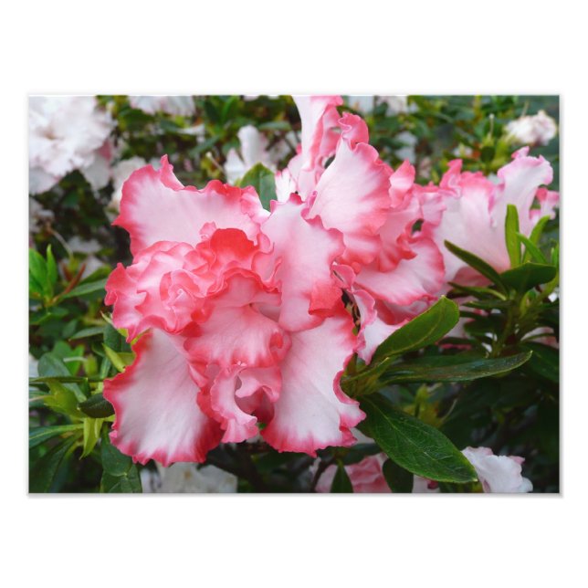 Double Red and White Azaleas Spring Floral Photo Print (Front)