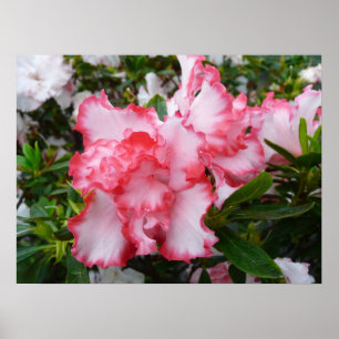 Double Red and White Azaleas Spring Floral Poster