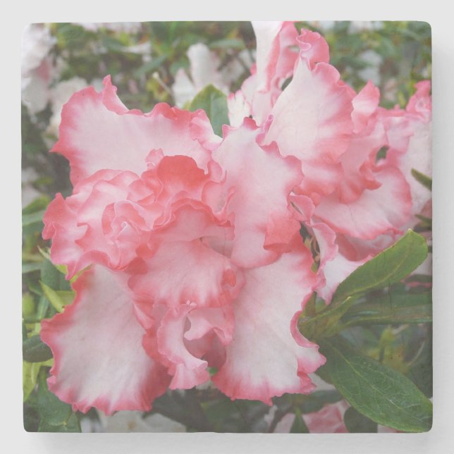 Double Red and White Azaleas Spring Floral Stone Coaster (Front)
