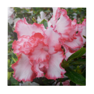 Double Red and White Azaleas Spring Floral Tile