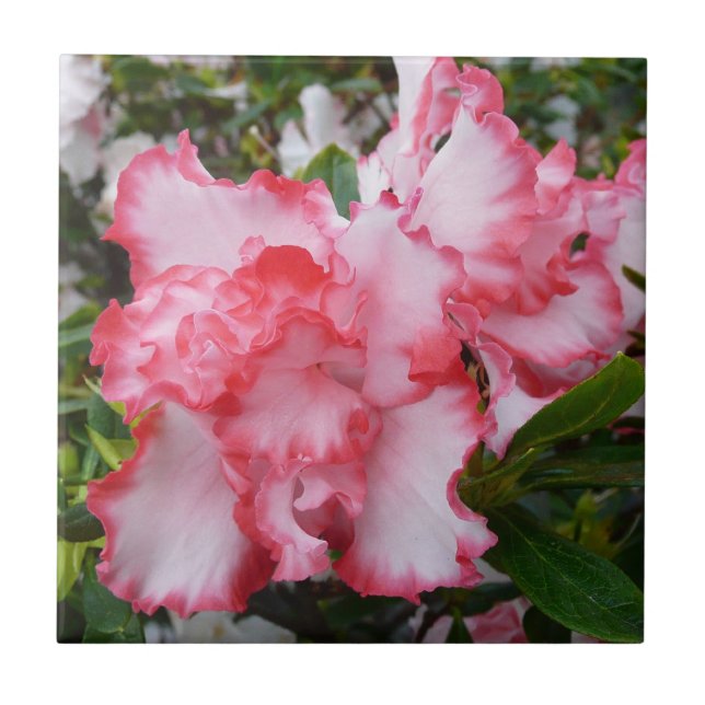 Double Red and White Azaleas Spring Floral Tile (Front)