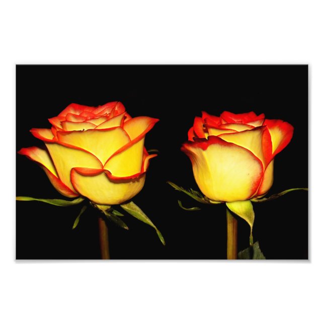 Double Red and Yellow Rose Bloom Photo Print (Front)