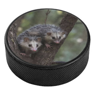 Double Trouble in the Canopy: Twin Possums Hockey Puck