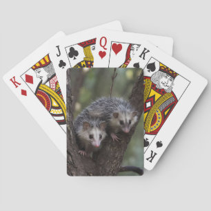 Double Trouble in the Canopy: Twin Possums Playing Cards