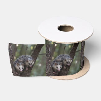 Double Trouble in the Canopy: Twin Possums Satin Ribbon
