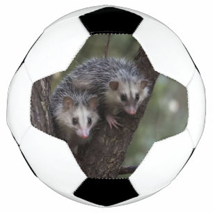 Double Trouble in the Canopy: Twin Possums Soccer Ball