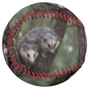 Double Trouble in the Canopy: Twin Possums Softball