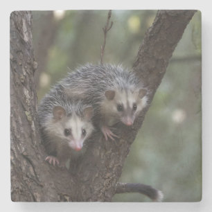Double Trouble in the Canopy: Twin Possums Stone Coaster