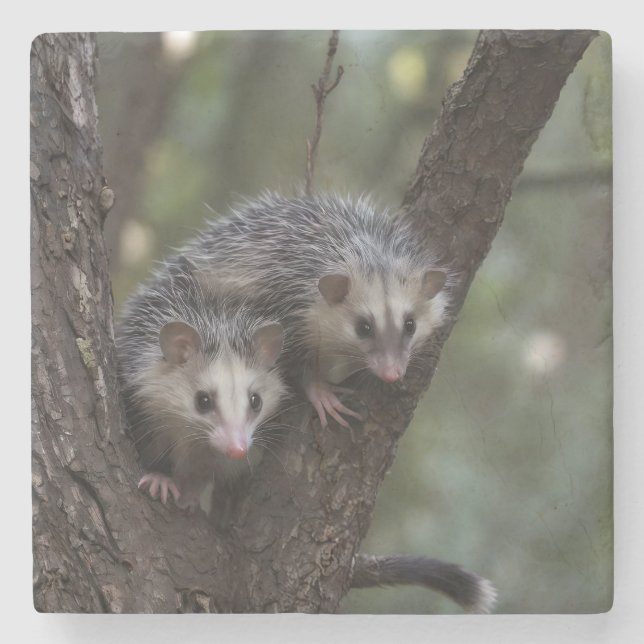 Double Trouble in the Canopy: Twin Possums Stone Coaster (Front)