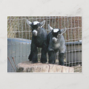 Double Trouble Postcard