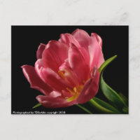 Double Tulip Blooms Spring Flower Postcard