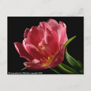 Double Tulip Blooms Spring Flower Postcard