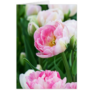 Double Tulips Spring Garden All Occasion