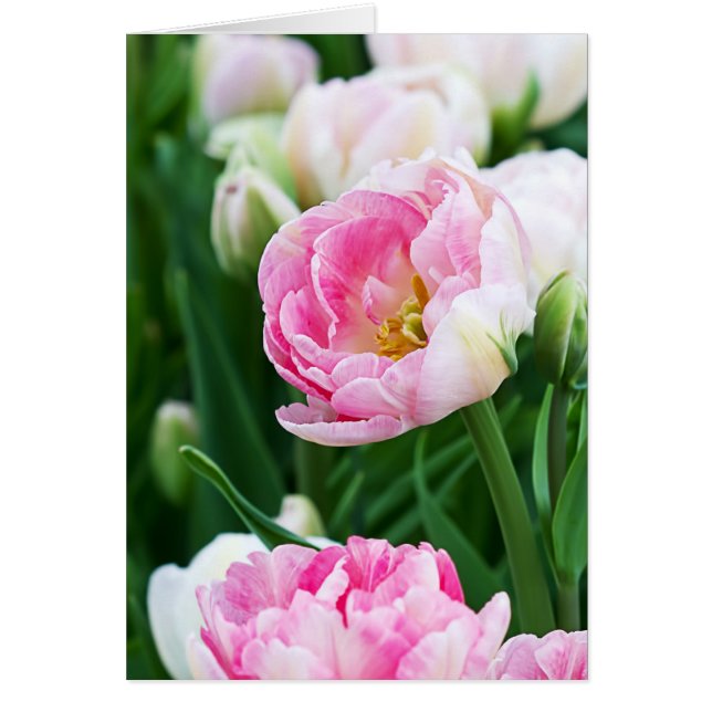 Double Tulips Spring Garden Custom Text (Front)