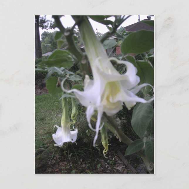 Double White Brugmansia Postcard (Front)