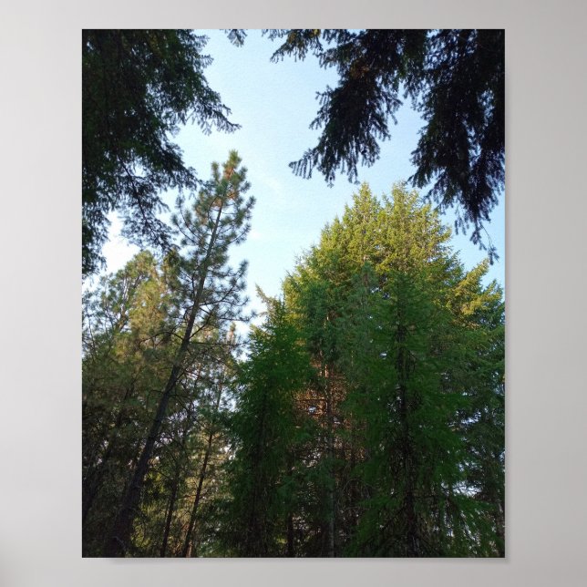 Douglas fir and pine poster (Front)