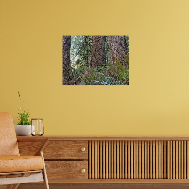 Douglas Fir Conifer Forest Photographic Poster (Living Room 2)