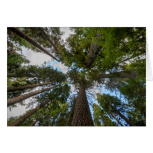 Douglas Fir tree canopy