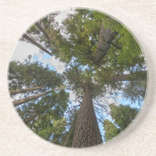 Douglas Fir tree canopy Coaster (Front)