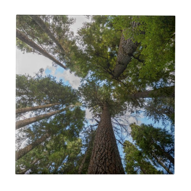 Douglas Fir tree canopy Tile (Front)