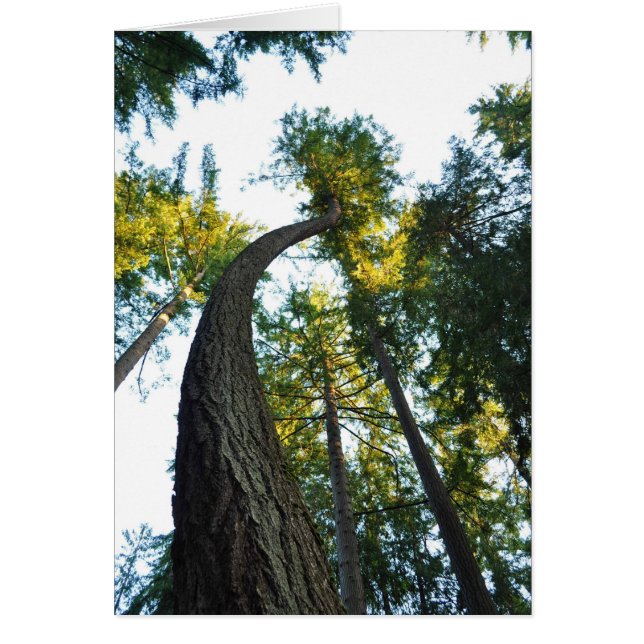 Douglas Firs at Walker Park, Shelton, WA (Front)