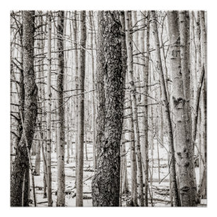 Douglas Woods Poster