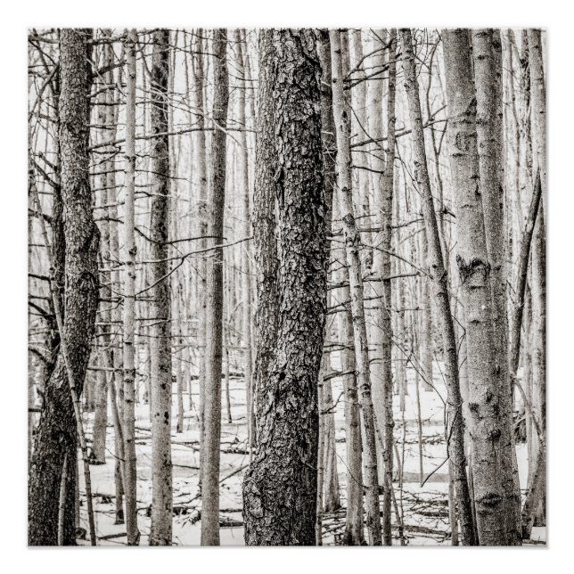 Douglas Woods Poster (Front)