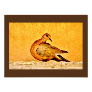 Dove Beauty Photo Print