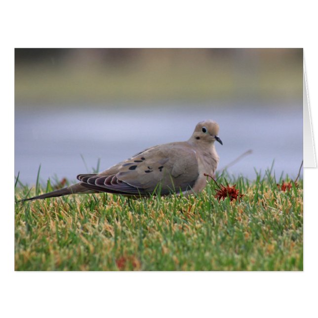 Dove Bird (Front Horizontal)