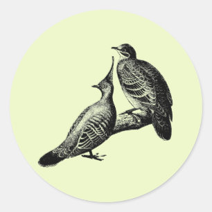 dove birds wildlife animals nature illustration classic round sticker