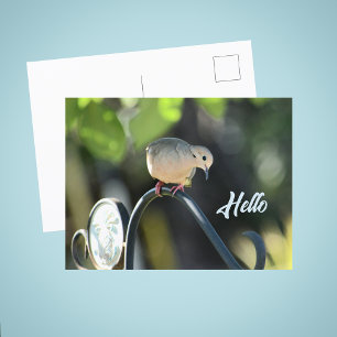 Dove Dropping in to Say Hello Photo Postcard