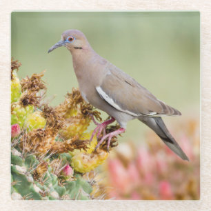 Dove on a Cactus Glass Coaster