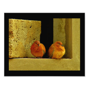 Dove Pair Photo Print