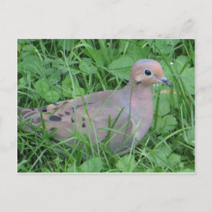 Dove Postcard
