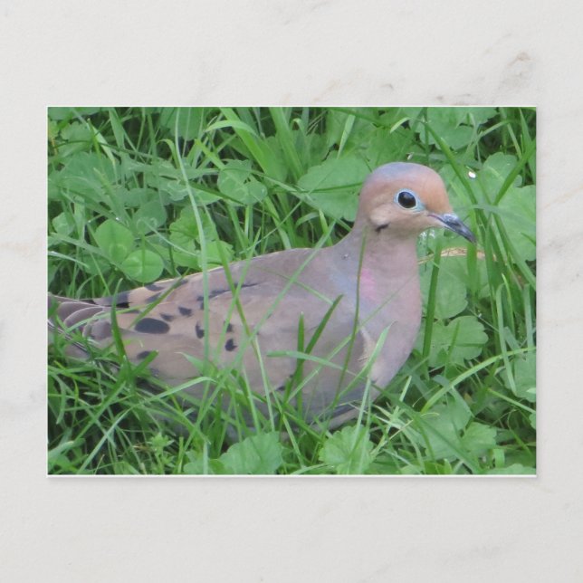 Dove Postcard (Front)