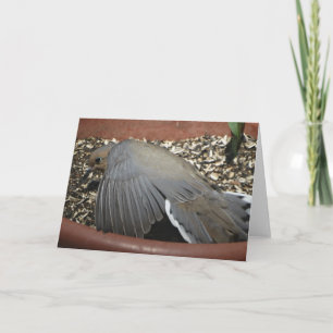 Dove, Psalm 92:4 Card