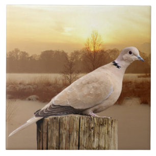 DOVE TILE