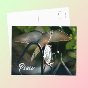 Dove Wings Spread Peace Photographic Postcard